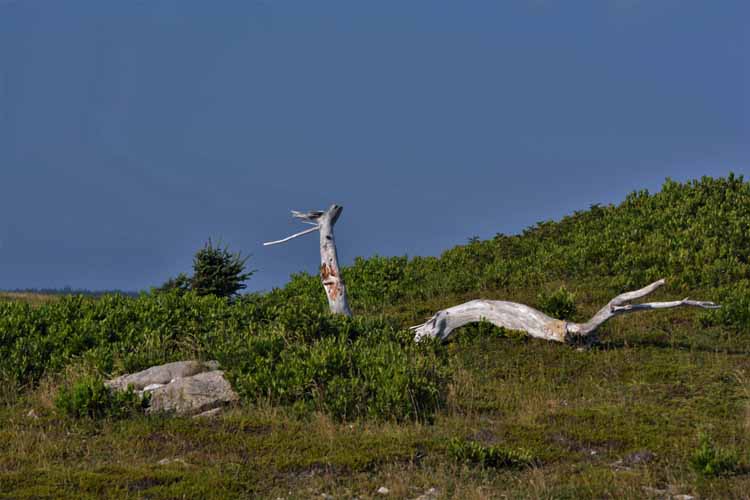 driftwood